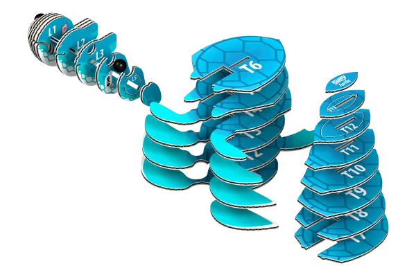  3D kartoninis modelis „Vėžlys“ thumbnail 2